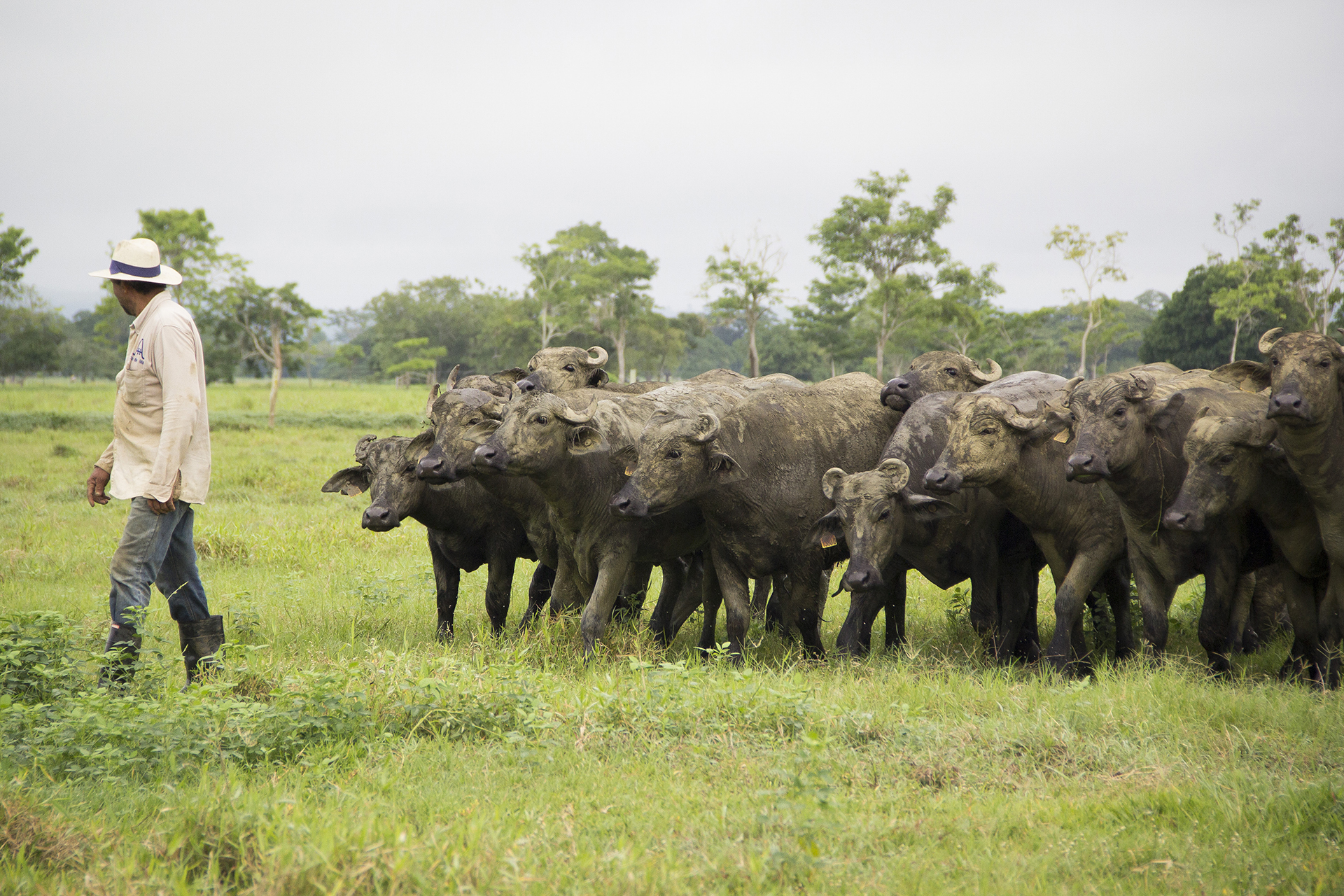 Asobufalos, asociacion nacional de bufalos, bufaleros colombia, criador de bufalos